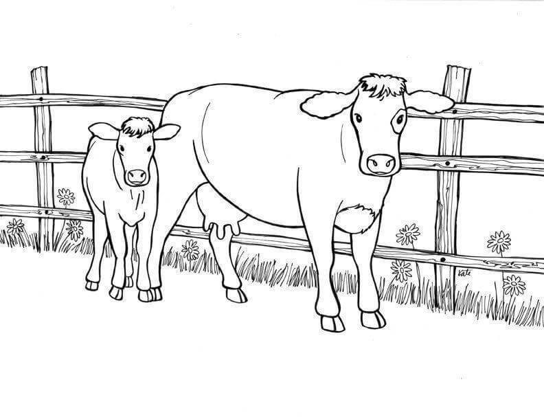 Imprimir Vacas para Colorir