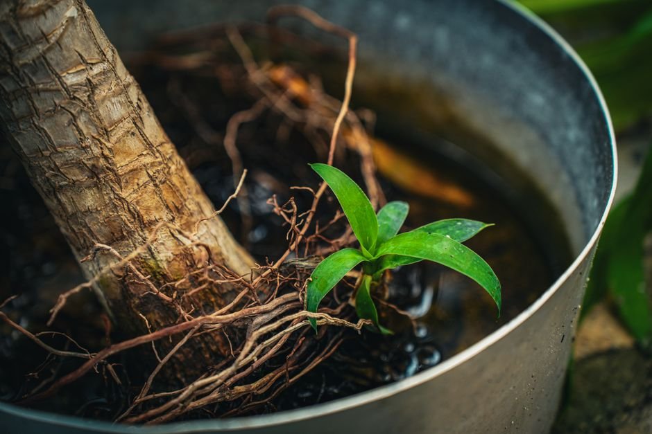 A água vinda das raízes
