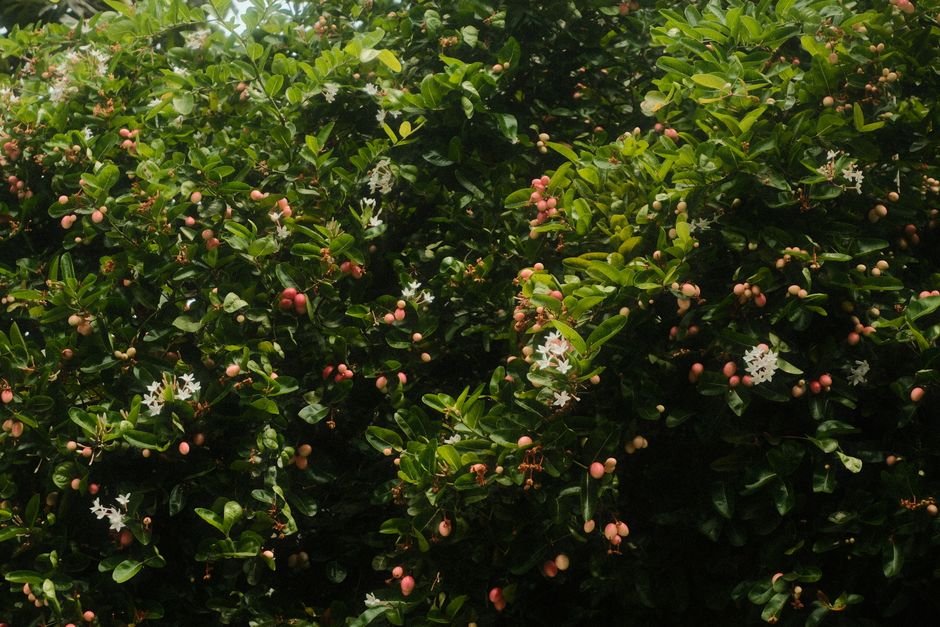 Angiospermas: as plantas com flores e frutos
