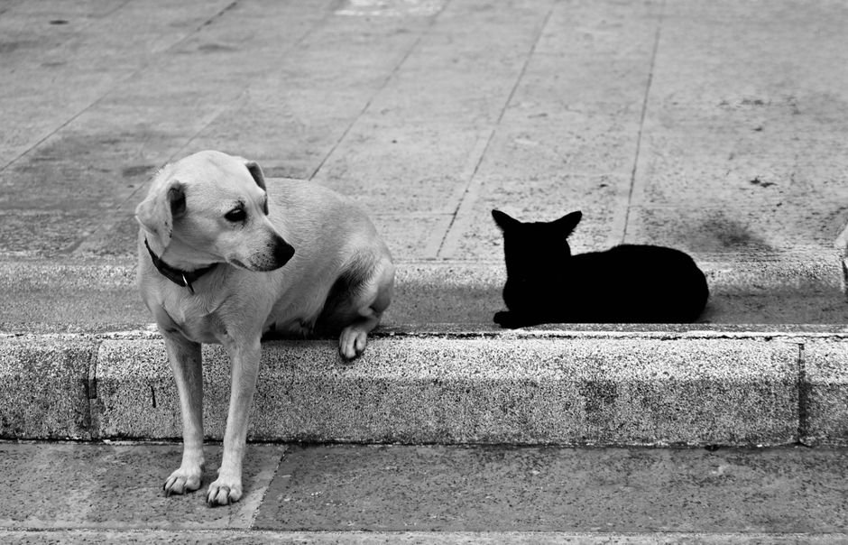 Animais vertebrados