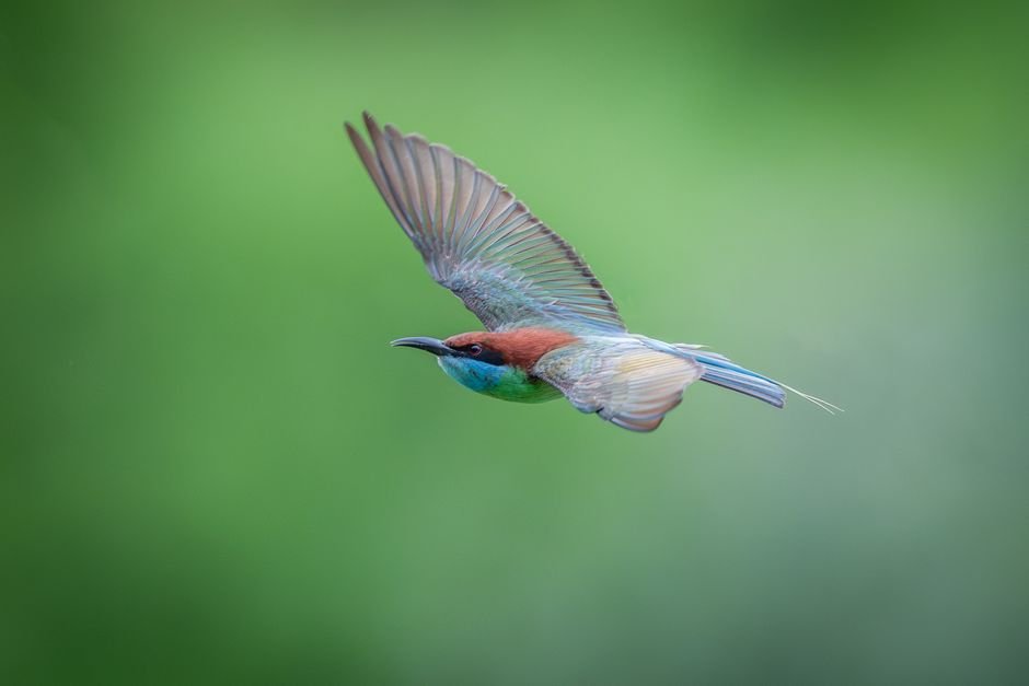 Aves