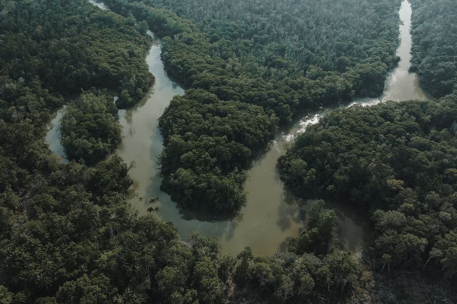 Vegetação: a floresta mais densa do planeta
