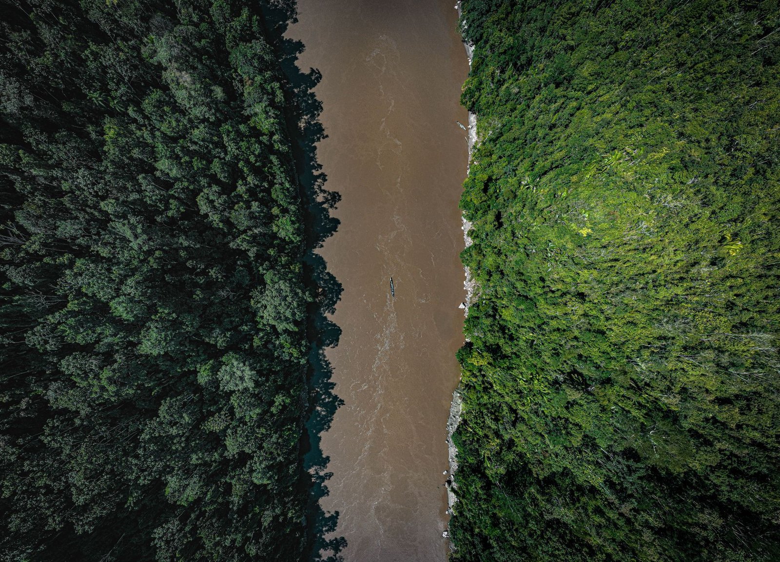 Bioma Amazônia: quais são as características da maior floresta do mundo?
