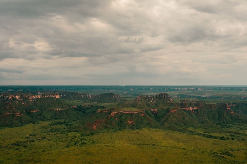 Por que as árvores do Cerrado são tortas