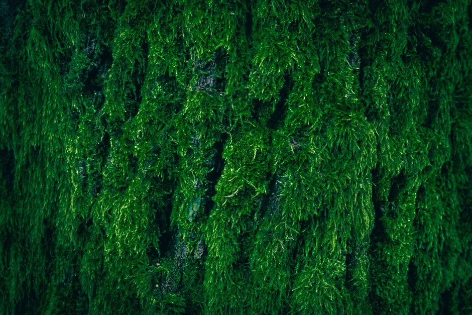 Briófitas: as plantas sem vasos