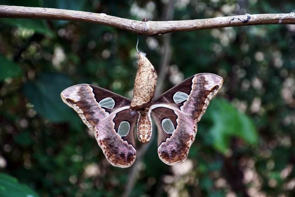 O que é a metamorfose da borboleta