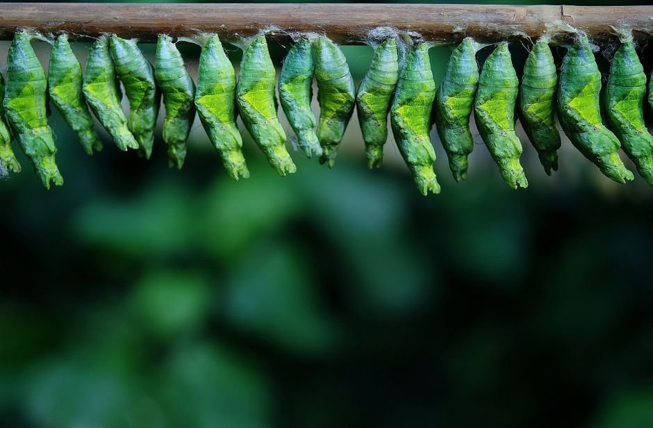 Fase 4: a borboleta adulta