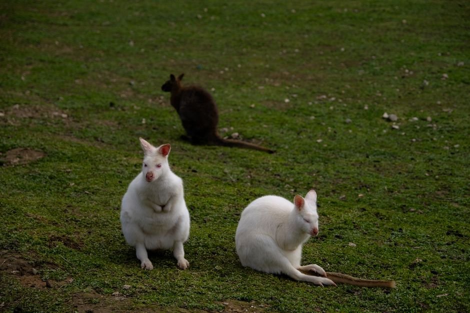 Por que classificar os animais?
