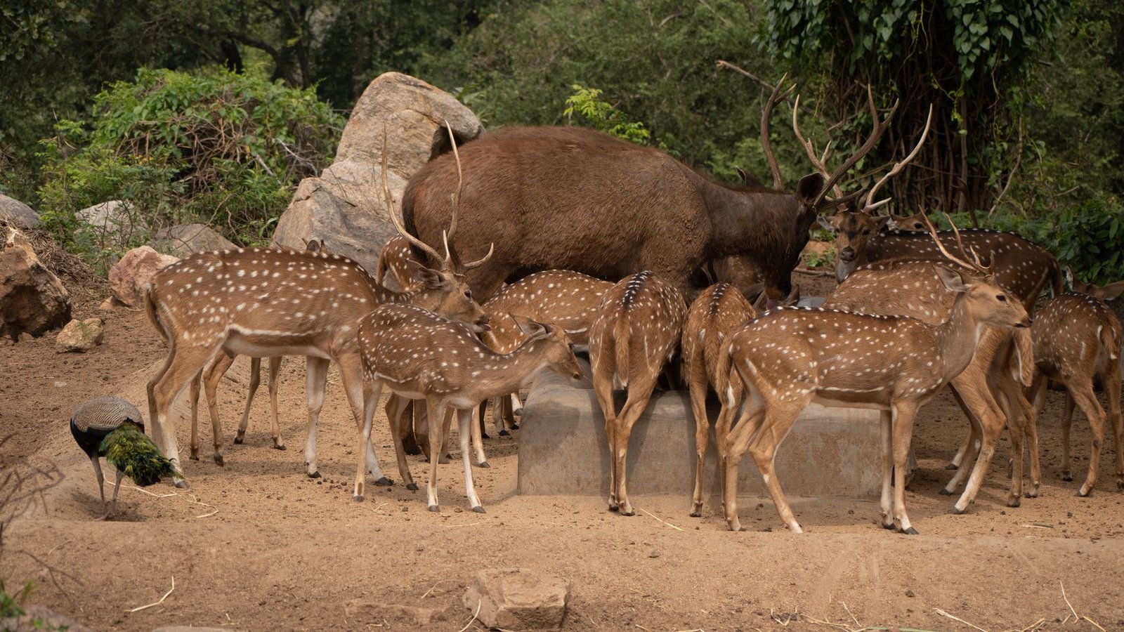 Classificação dos Animais: como os cientistas organizam o Reino Animal?