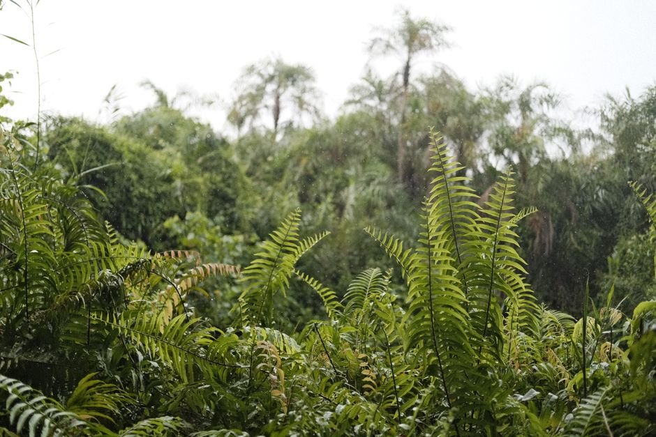 Clima Equatorial