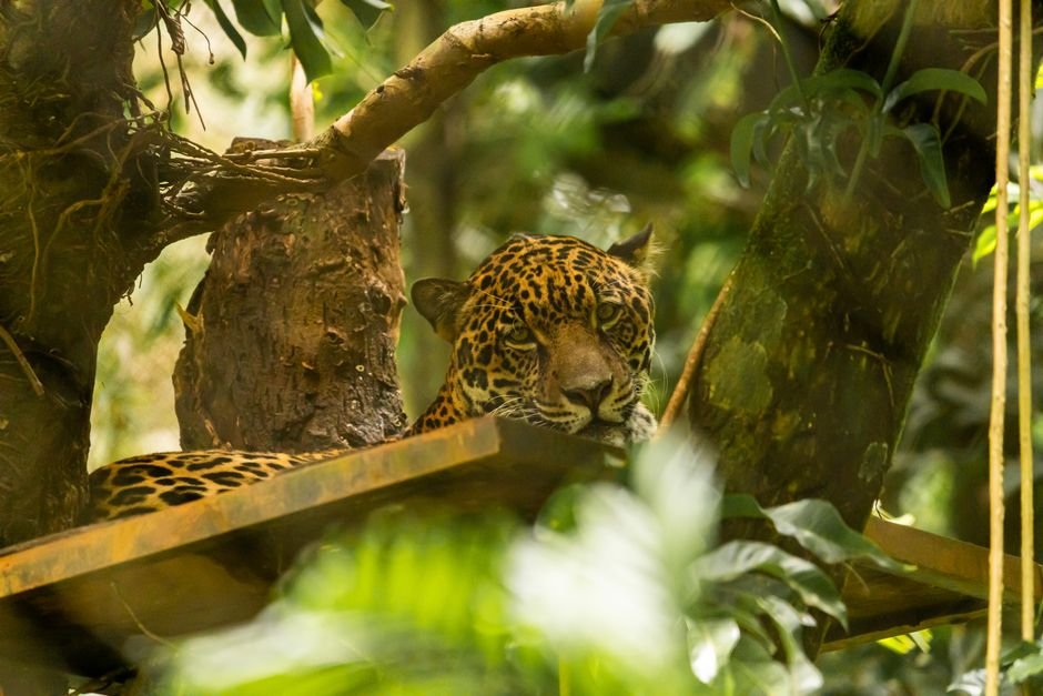 Fauna: um dos maiores repositórios de biodiversidade do mundo