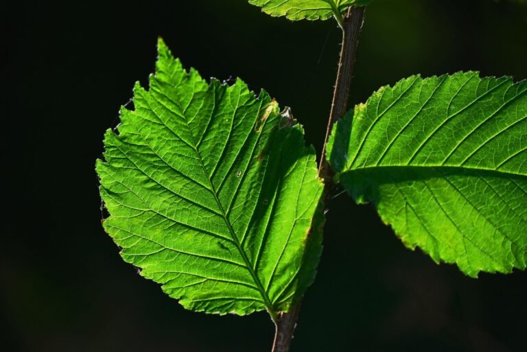 Fotossíntese: Como as Plantas Produzem seu Próprio Alimento