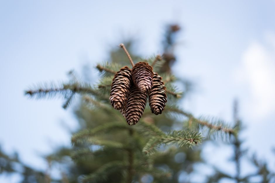 Gimnospermas: as plantas com sementes nuas