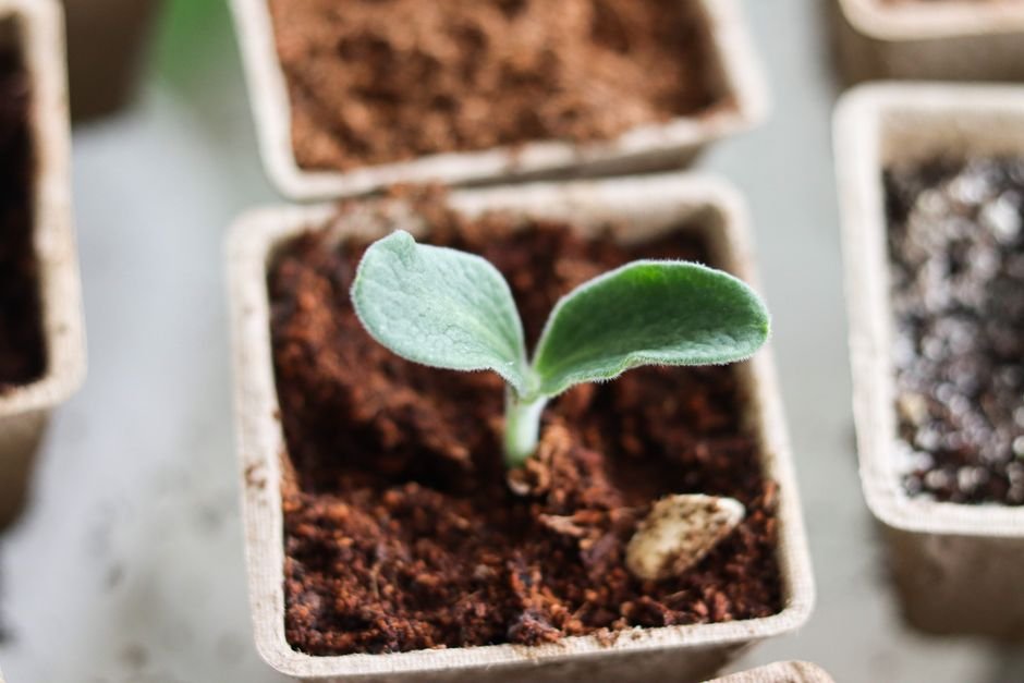O que a planta produz com tudo isso