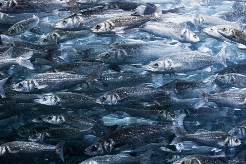 Peixes