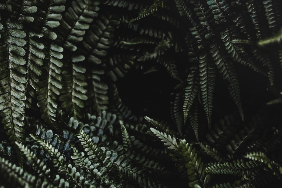 Pteridófitas: as plantas com vasos e sem sementes