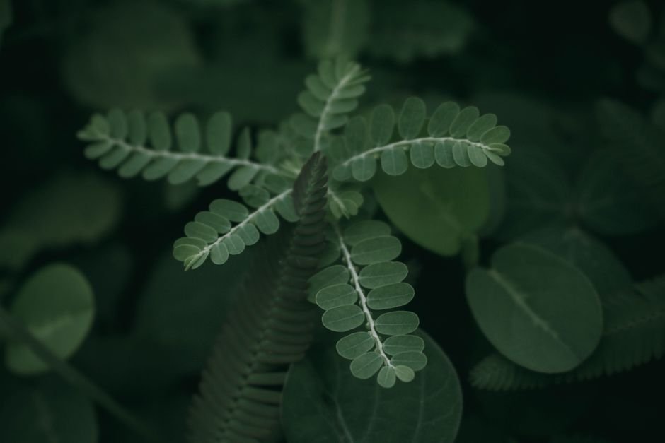 Os quatro grandes grupos de plantas