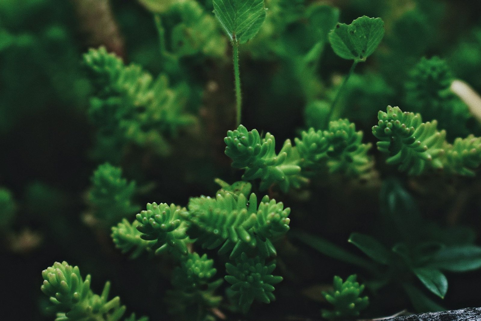 Reino Vegetal: como as plantas são classificadas