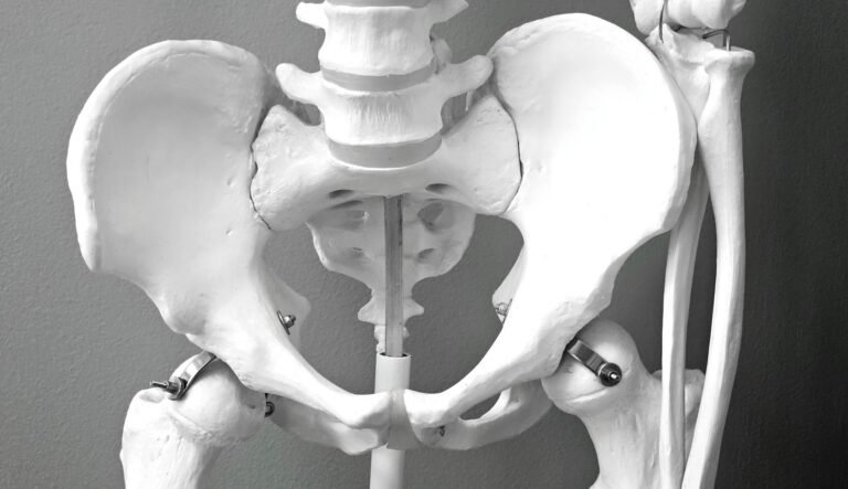 Sistema Ósseo: Como os Ossos Sustentam e Protegem o Corpo