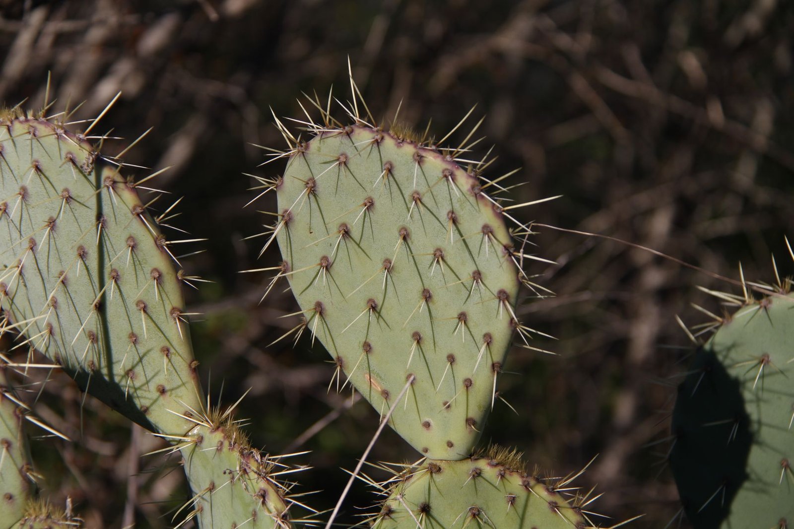 Bioma Caatinga: Características, Fauna e Flora do Semiárido