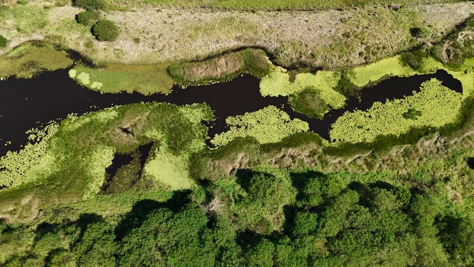Por que o Pantanal precisa de proteção