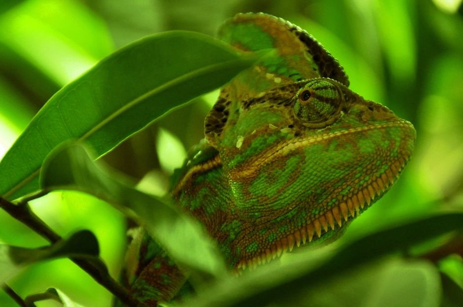 Os principais tipos de camuflagem