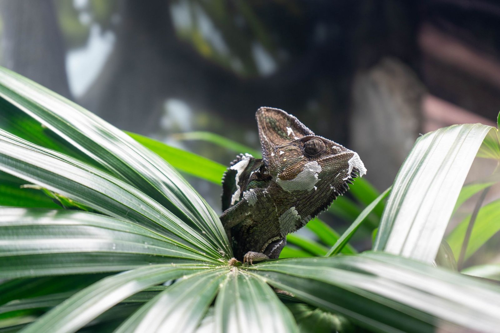 Camuflagem Animal: como os bichos se escondem na natureza?