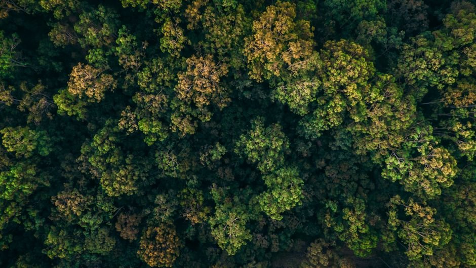 Por que o ciclo do carbono é tão importante