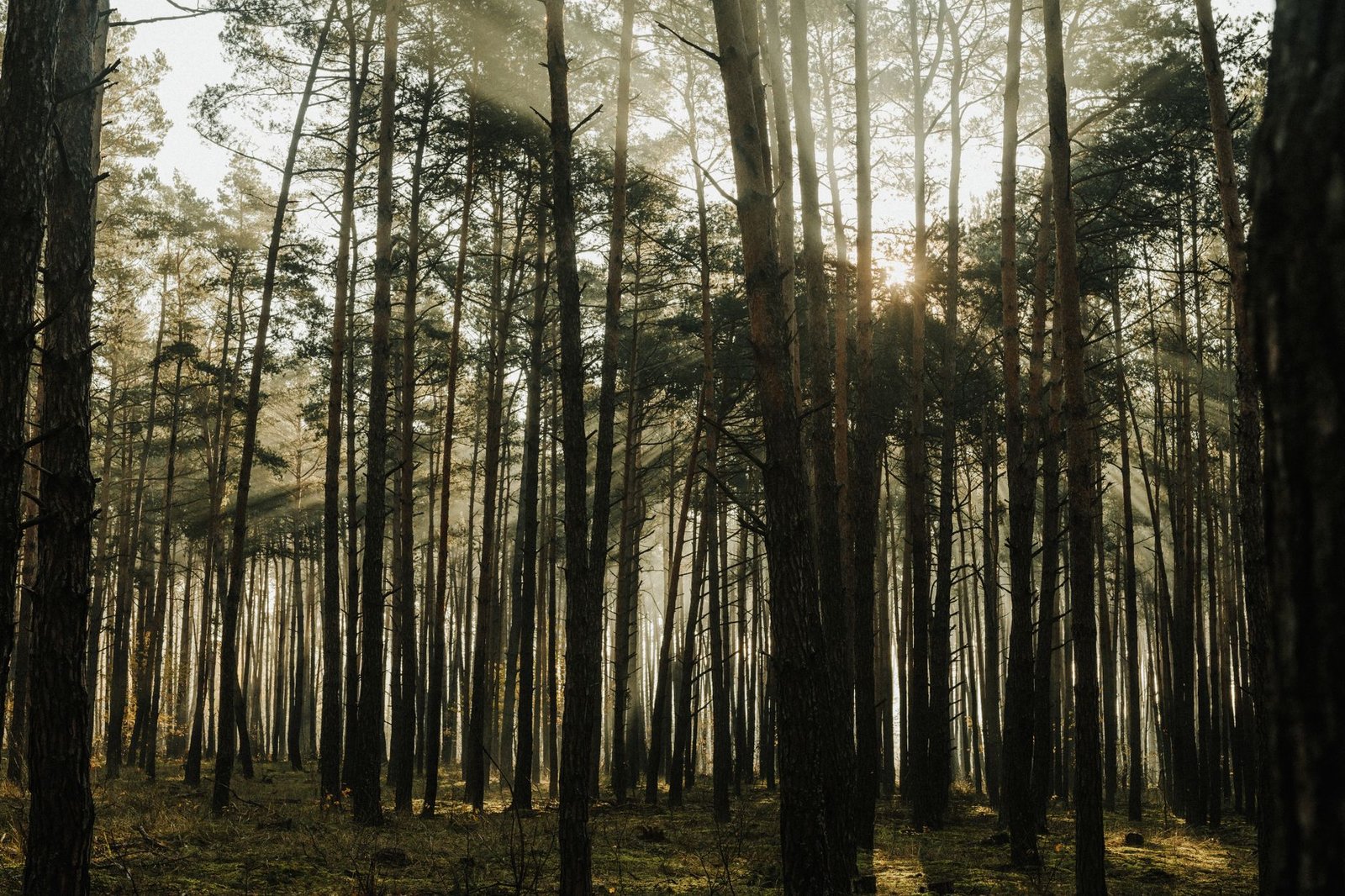 Ciclo do Carbono: Como Funciona e Por Que Ele é Essencial Para a Vida?