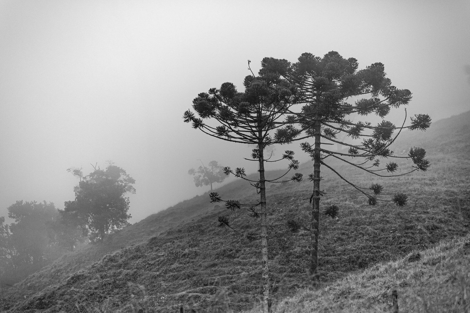 Clima Subtropical: Características e Onde Ele Ocorre no Brasil