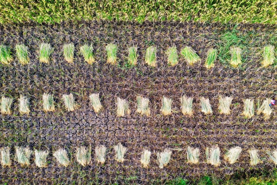 Consequências da erosão para a agricultura