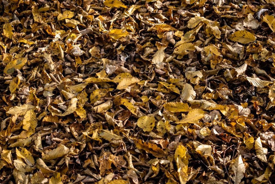 Decomposição: o carbono vai para o solo