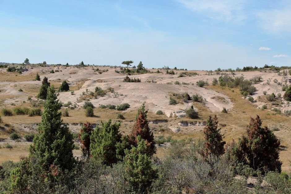 O que é um ecossistema terrestre?