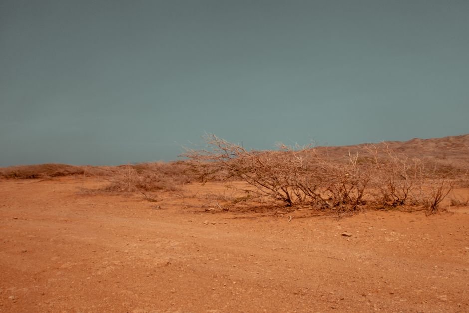 Os principais tipos de ecossistemas terrestres