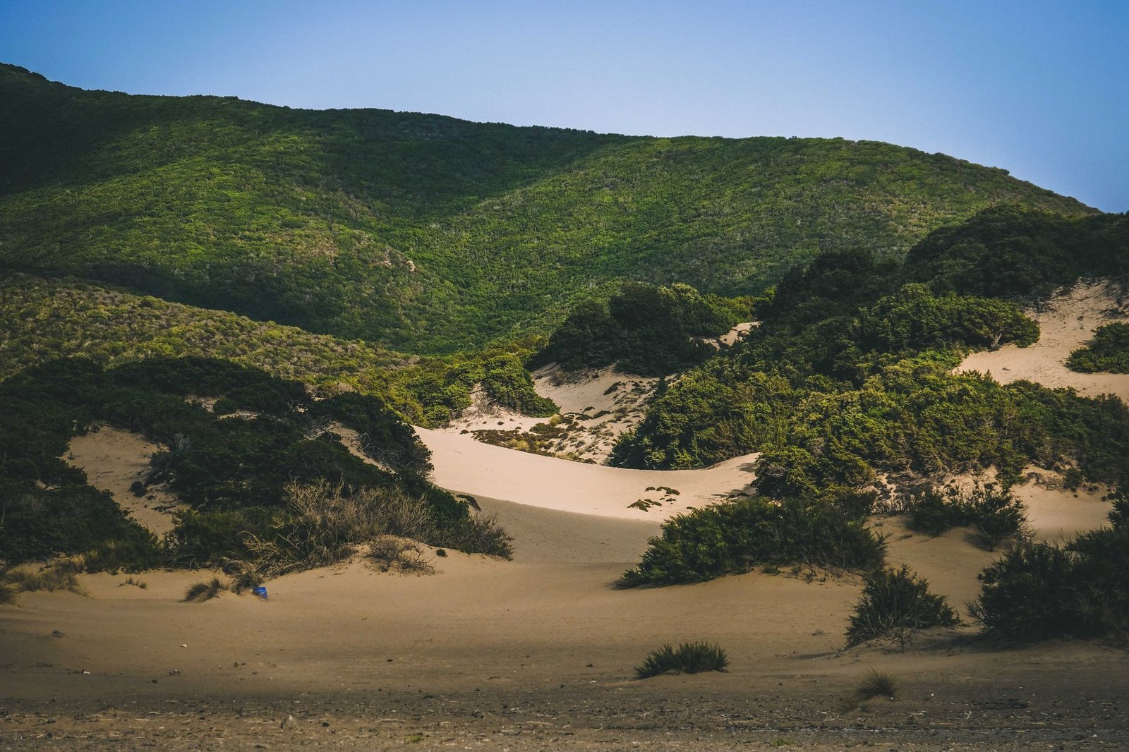 Ecossistemas Terrestres: quais são e como cada um funciona?