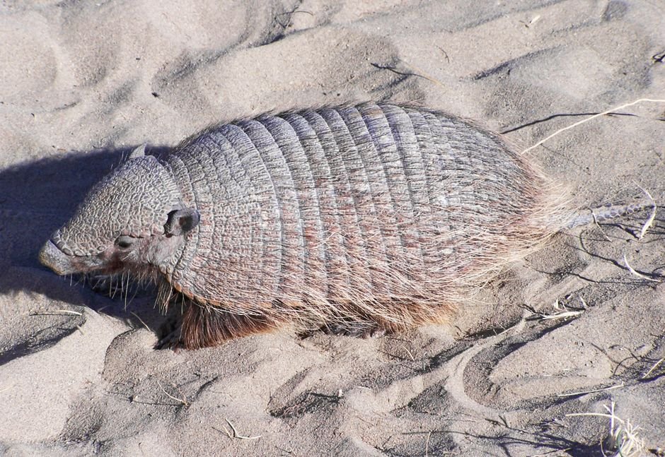 Fauna adaptada à seca