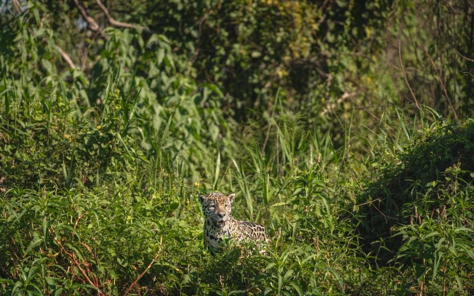 Fauna do Pantanal