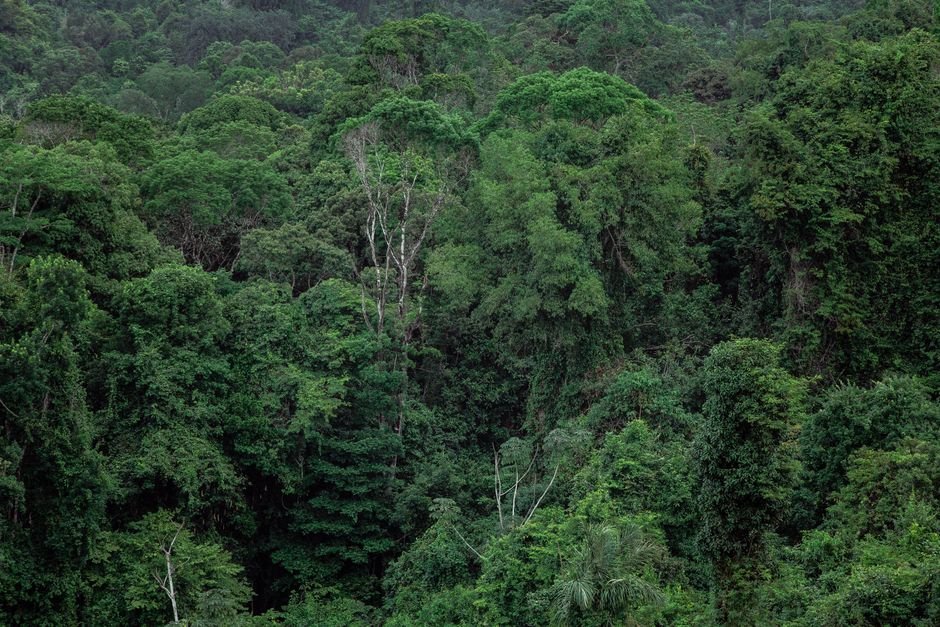 Florestas tropicais