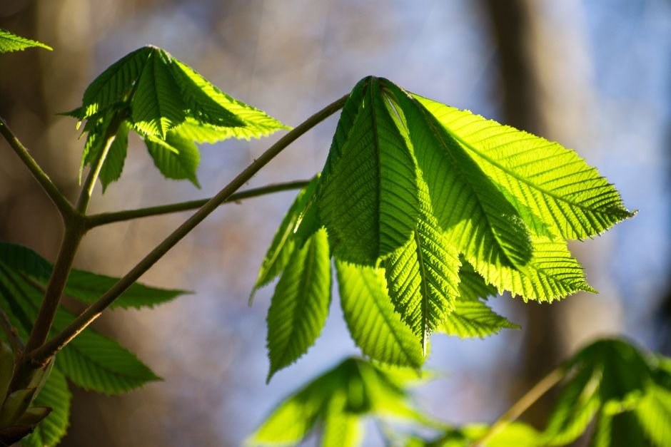 Fotossíntese: o carbono entra nas plantas