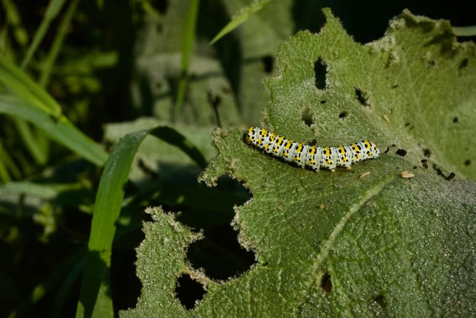 Larva (a lagarta)