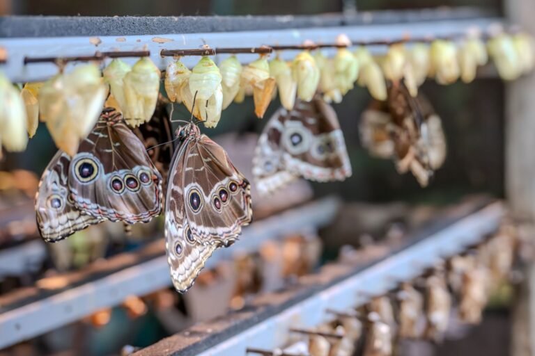 O Que É Metamorfose dos Insetos? Entenda as Fases da Borboleta e Outros Bichos