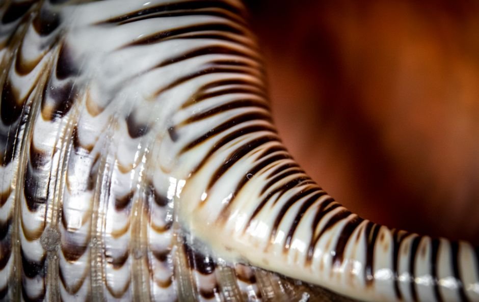 Nas conchas de caramujos e nautilus