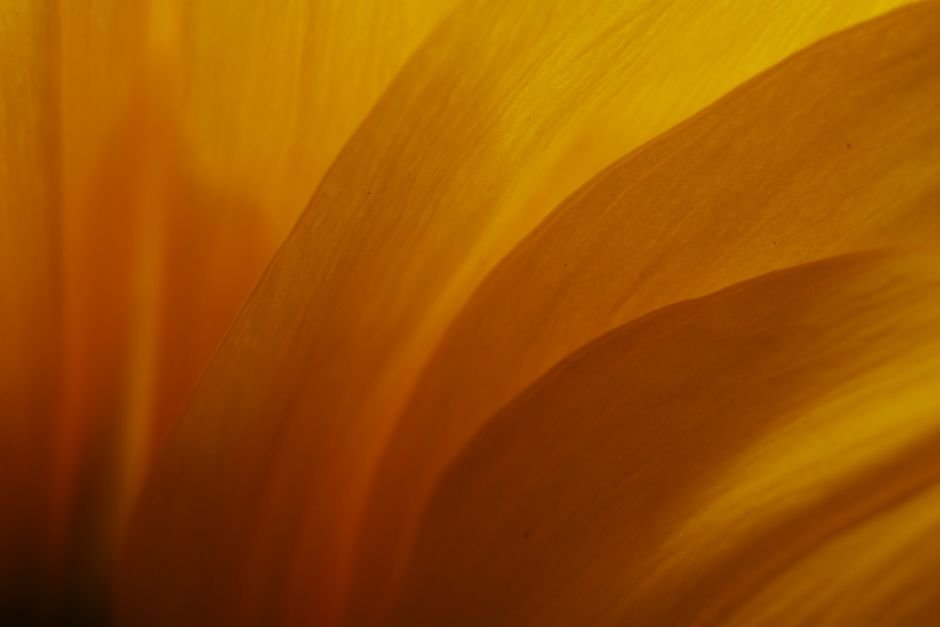 Nas pétalas de muitas flores