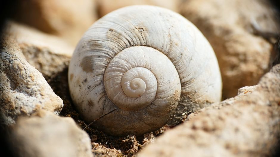 O que é a sequência de Fibonacci?