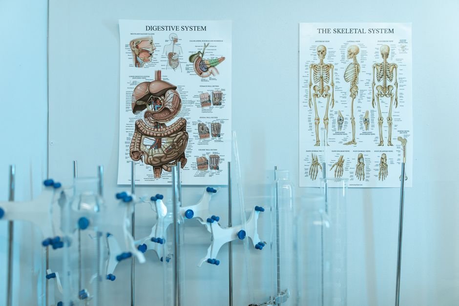 Onde cada uma acontece no corpo