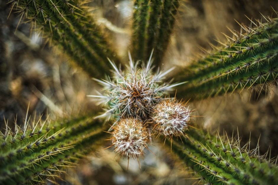 Por que as plantas da Caatinga têm espinhos