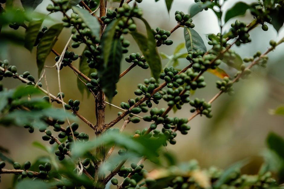 Por que o café deu tão certo no Brasil