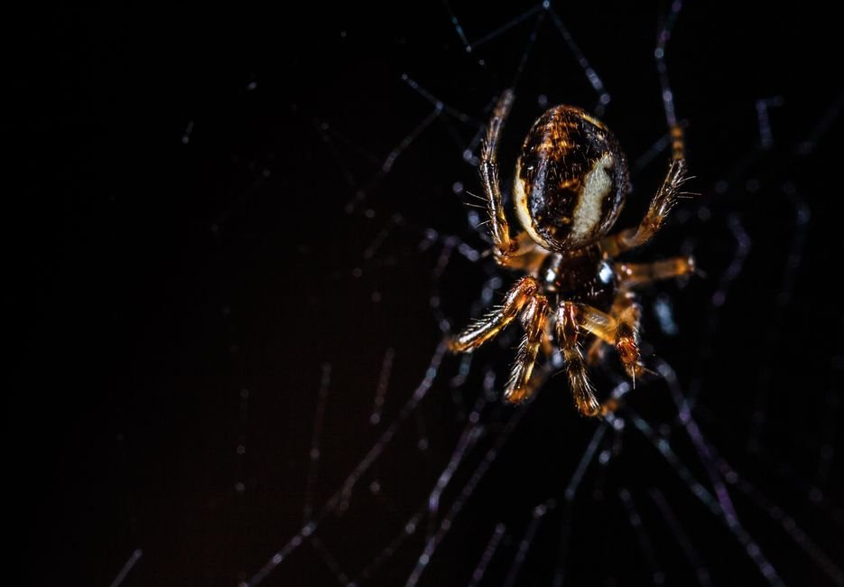 Principais grupos de invertebrados