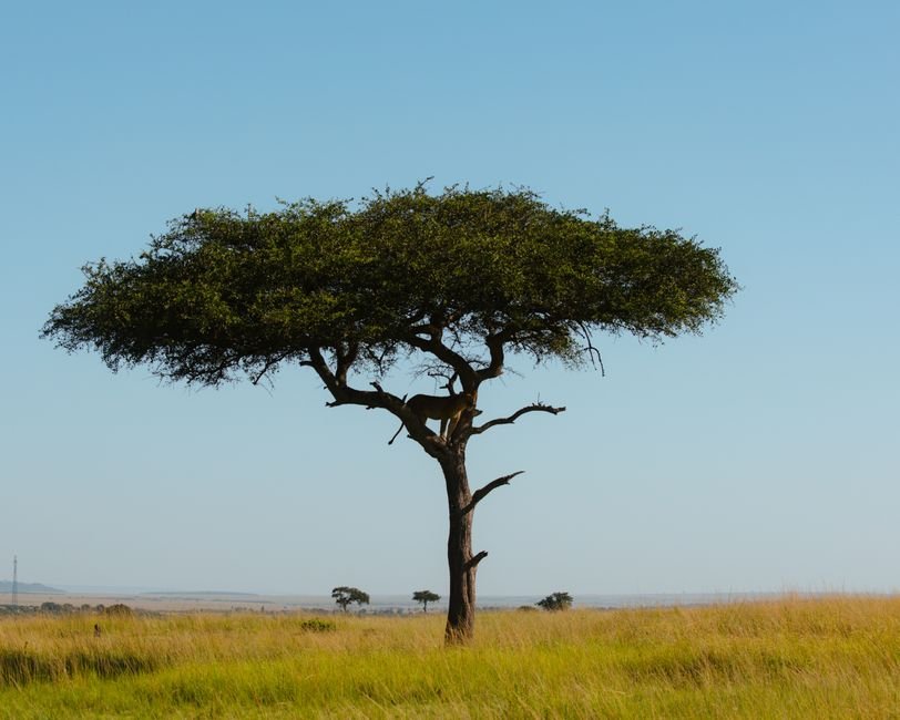 Savanas
