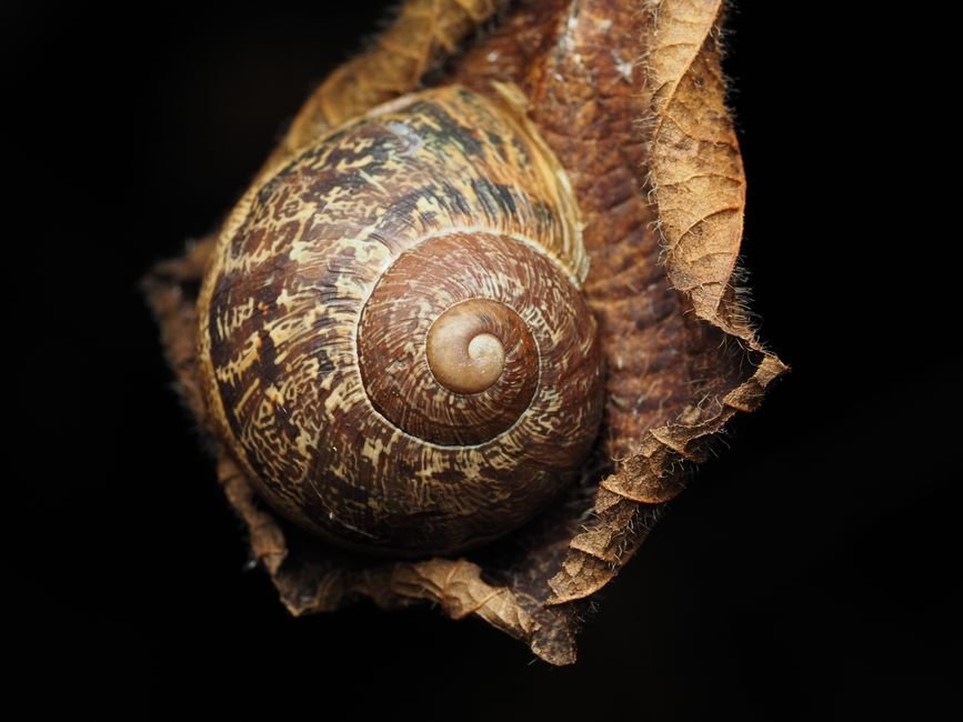 Onde a sequência de Fibonacci aparece na natureza